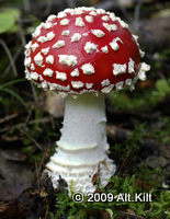 Mushroom ATC