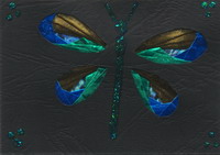 Insect Series # 1 - Dragonfly