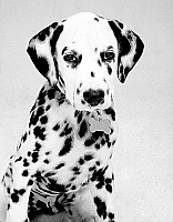 Dog ATC Series: Dalmatian