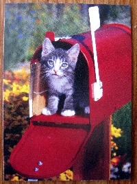 Cat Postcard Swap