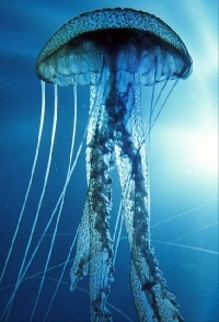 Jellyfish ATC