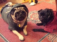 Sweaters for our puggies!!