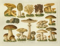 Mushroom ATCs!