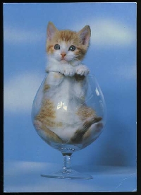Cat or Kitten Postcard