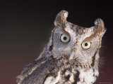 Whoooo's Looking Owl Swap