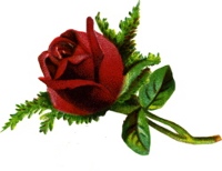 Language of Flowers - Single Red Rose