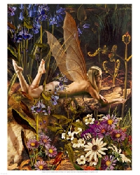 Butterflys and Faeries 2