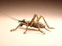 Insect Series # 6 - Weta