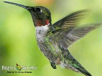 Hummingbird Matchbox