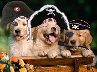 Ahoy! There Be Pirates!