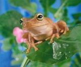 Frogs ATC