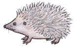 Hedgehog ATC