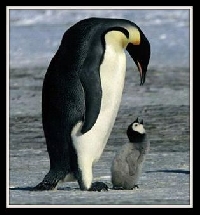 Penguin Postcard Swap