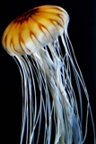 Jellyfish ATC