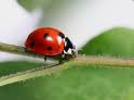 Ladybug, Ladybug, Fly Away Home... Nursery Rhymes 