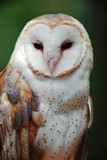 Owl ATC