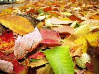 Fall Colors!!! 
