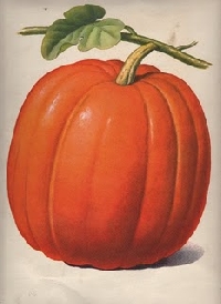 Halloween ATCs - Plump Pumpkin (MN)