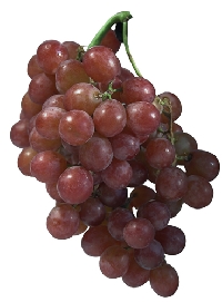 ATC series fruits # 3  - Grape