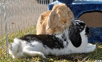 Rabbit/Bunny Owners!