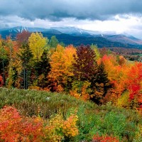 Fall Leaves Postcard Swap