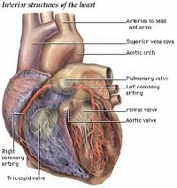 Anatomy ATC Series - #1 Heart