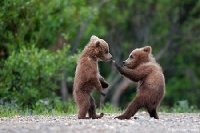 Bear ATC Swap - Grrrrrrr!