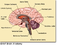 Anatomy ATC Series #2 - Brain