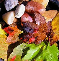 Autumn Leaves ATC