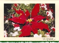 Christmas Card Challenge #9--Poinsettia