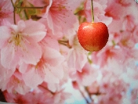 Cherry Blossom ATC