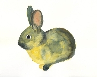 Rabbit ATC