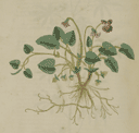 Botany ATC ~ Medicinal Plants