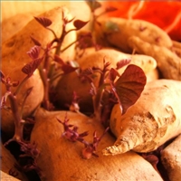 Postcard Recipe ~ Ipomoea batatas