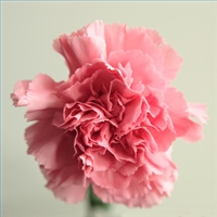 Flower of  the Month: January - Carnation