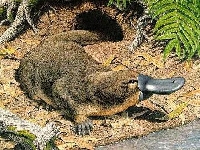 Platypus - Bizarre Animal #1 (Illus. & PRNMK)