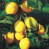 Postcard Recipe ~ Citrus limon
