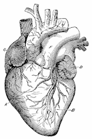 Anatomical Heart Valentine