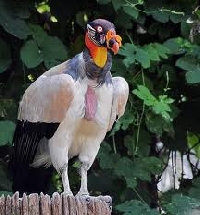 King Vulture - Bizarre Animal #2 (Illus. & PRNMK)