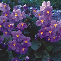 Flower of  the Month: February - Violet