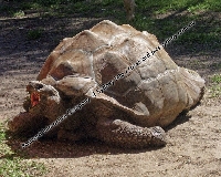 Turtle and Tortoise Swap # 1