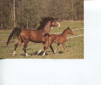 Horse Postcard swap (Chevaux)