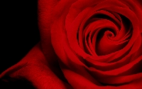 Rose; Rosa #1 Illustrated Flower ATC Series
