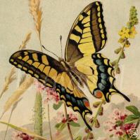 CPG: Ephemera + a butterfly ATC (Global)