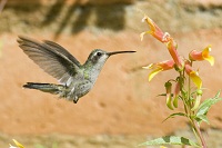 Hummingbirds Themed N&N FBs