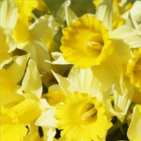 Flower of the Month: March - Jonquil