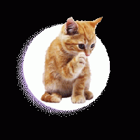 Whiskers on Kittens - Handmade Cat Postcard Swap