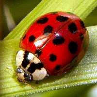 Ladybug ATC