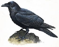 Raven ATC