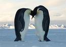 World Penguin Day Swap
